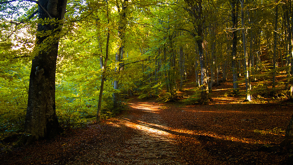 bosco-di-querce