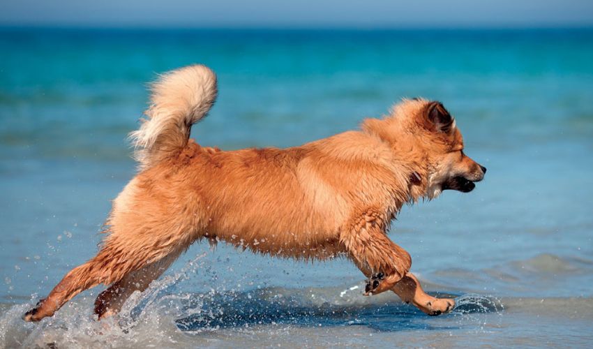 Itinerario Animali