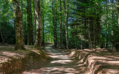 Sentiero nel bosco – taglio orizzontale
